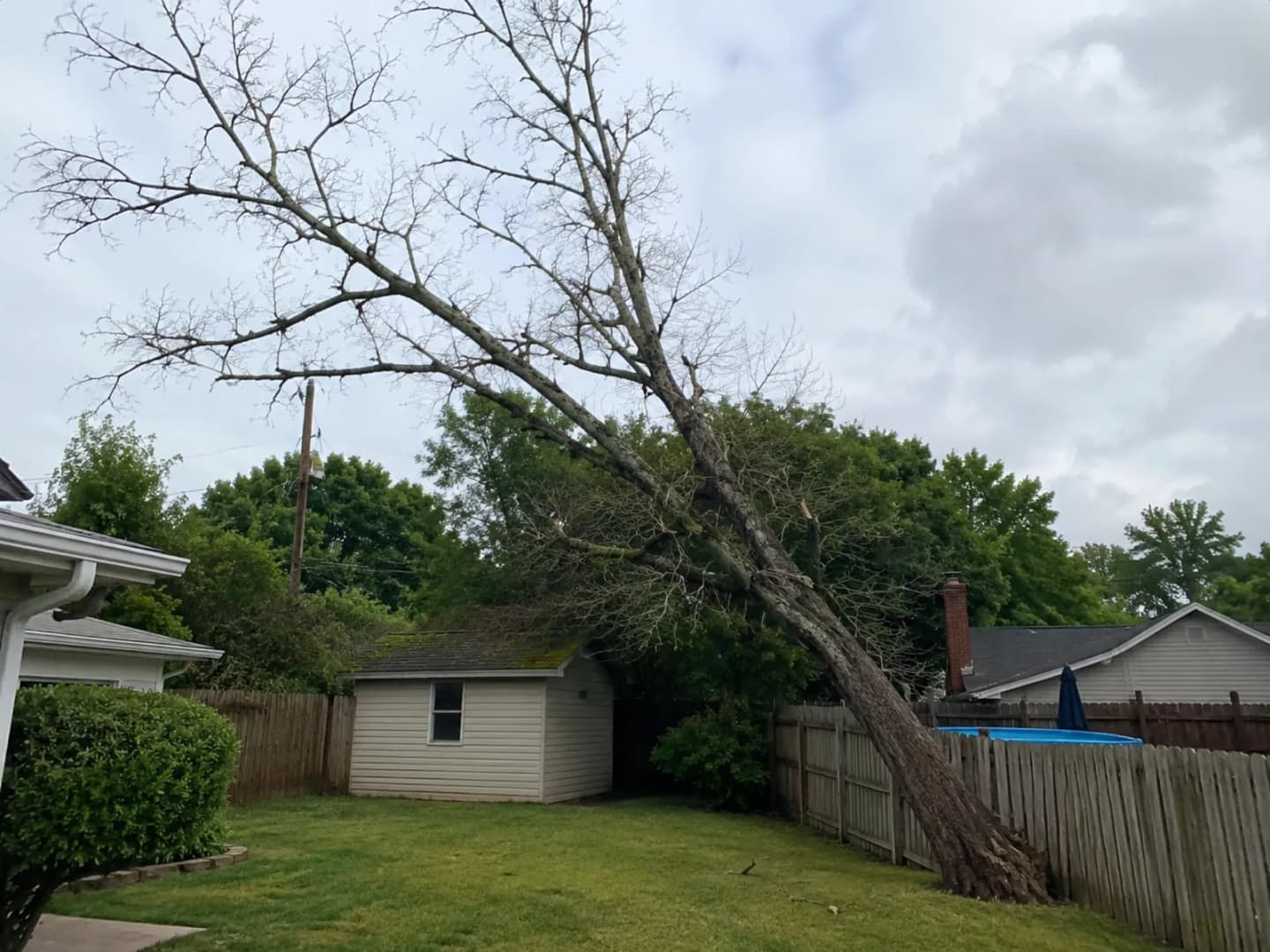 Large damaged tree before removal on an Upstate SC residential property