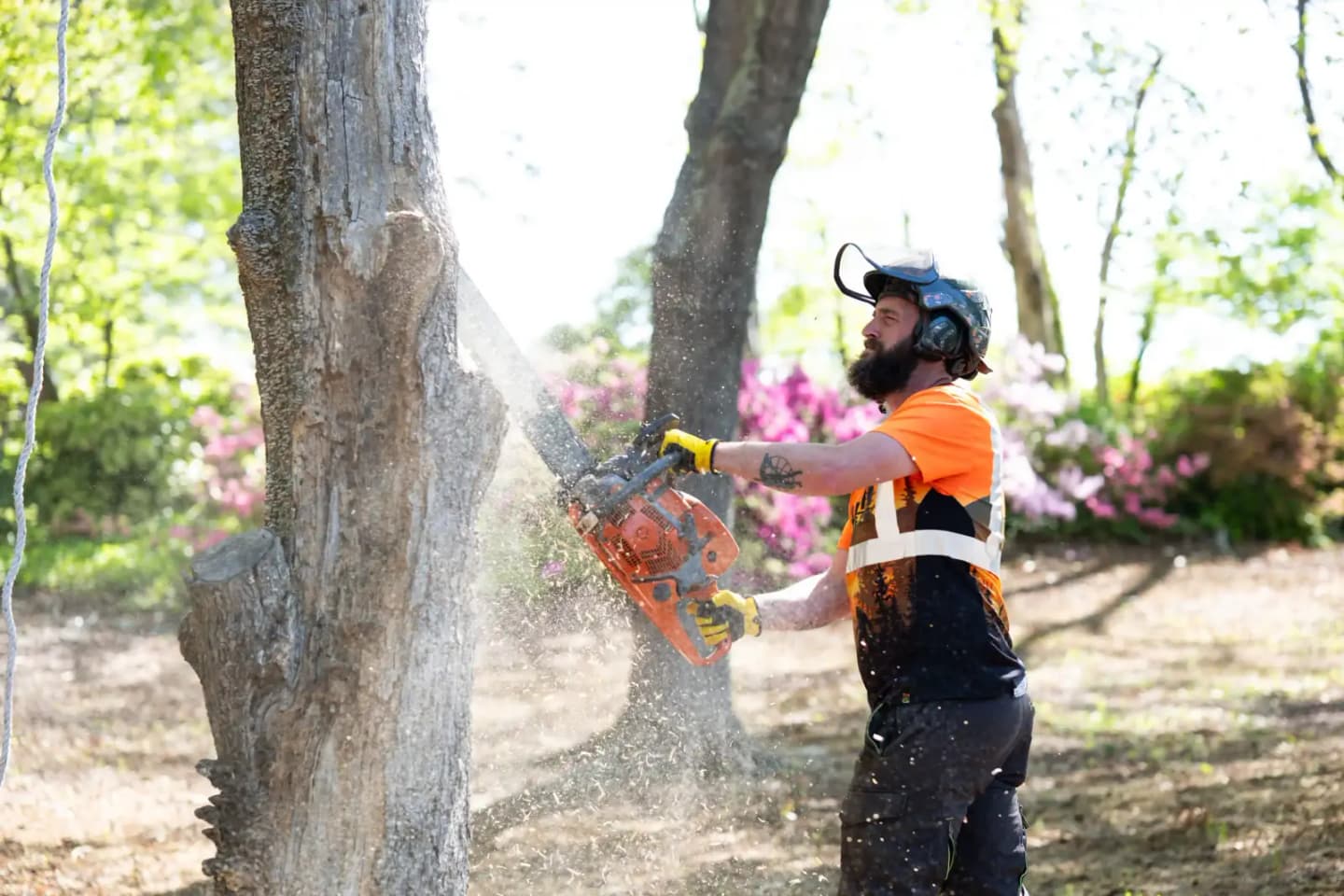 Martin Tree and Turf Care sawyer driving the felling cut on a tree removal in Upstate SC, sawdust flying